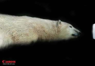 Canon: Polar bear, Wolf & Tiger