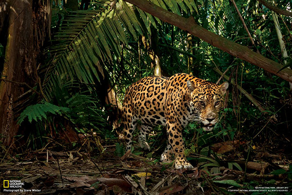 National Geographic: Jungle