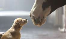 Budweiser: Puppy Love – Scheda