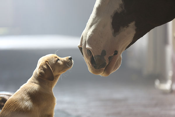 Budweiser: Puppy Love