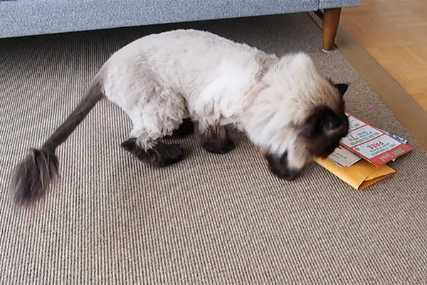 Bulk Cat Litter Warehouse: DM targets your kitty